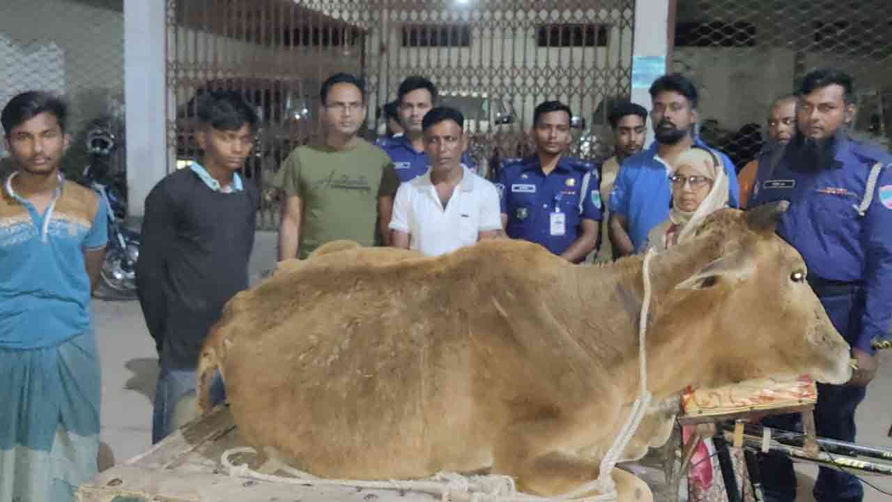 অসুস্থ গরু জবাইয়ের চেষ্টা ( ছবি-দেশ টিভি)