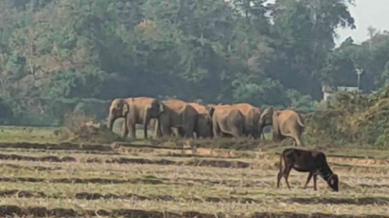ফাইল ছবি