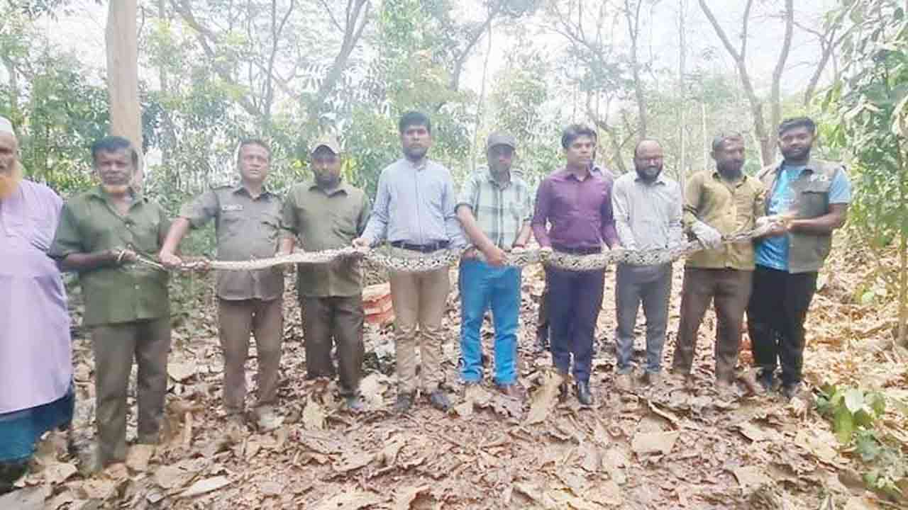 কাপ্তাই জাতীয় উদ্যানে অবমুক্ত ১৪ ফুট লম্বা অজগর