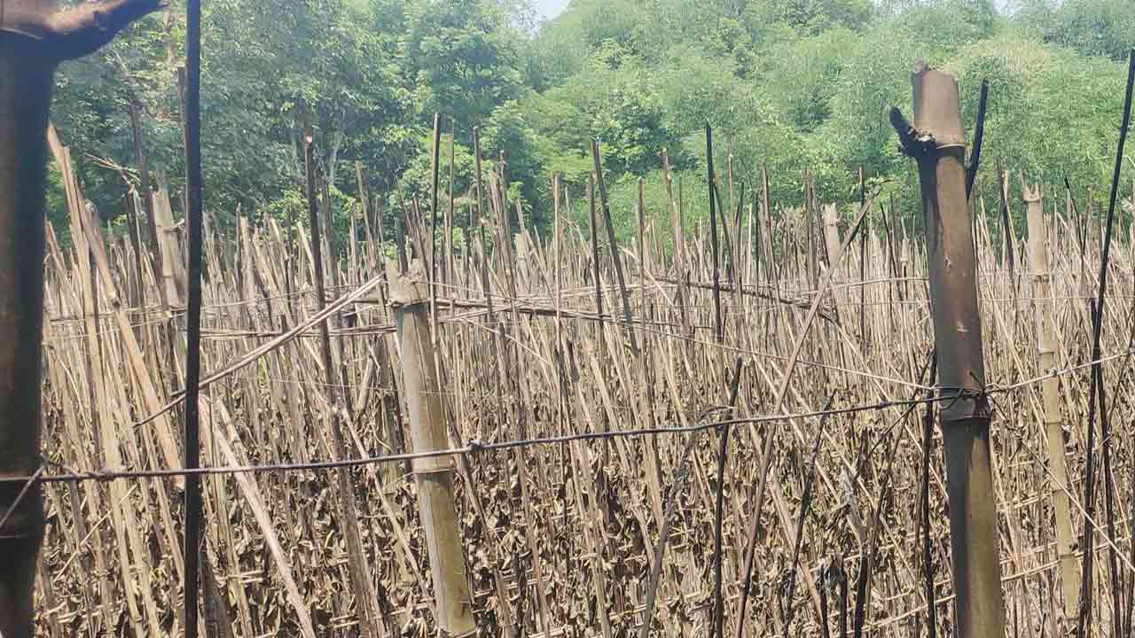 ছবি: দেশ টিভি