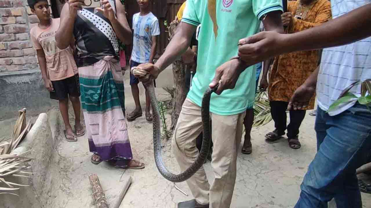 বাগেরহাটে বসতবাড়ি থেকে পদ্ম গোখরা উদ্ধার