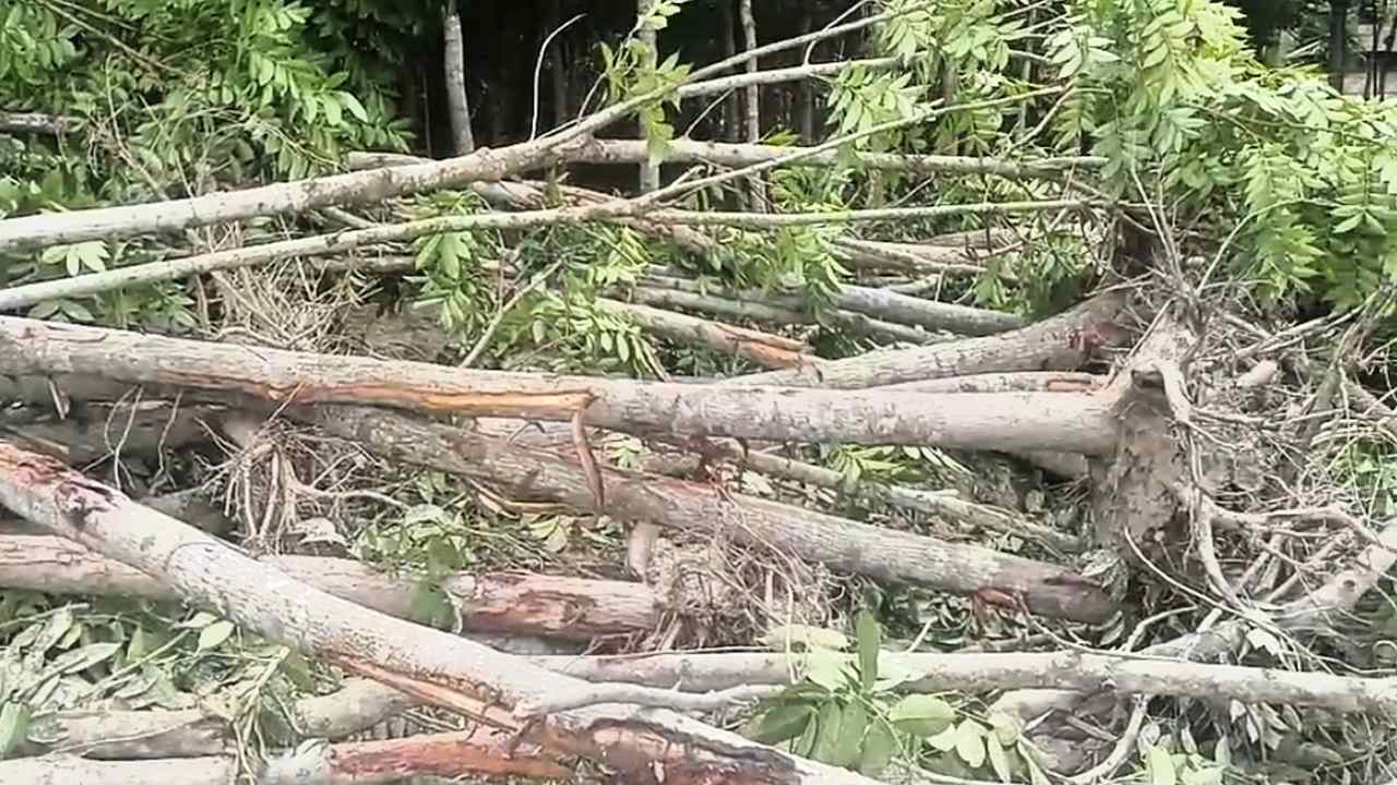 পটুয়াখালীতে খাল সংস্কারের নামে সদর উপজেলার বহালগাছিয়া এলাকায় মেহগনি গাছ নিধন / ছবি: দেশ টিভি