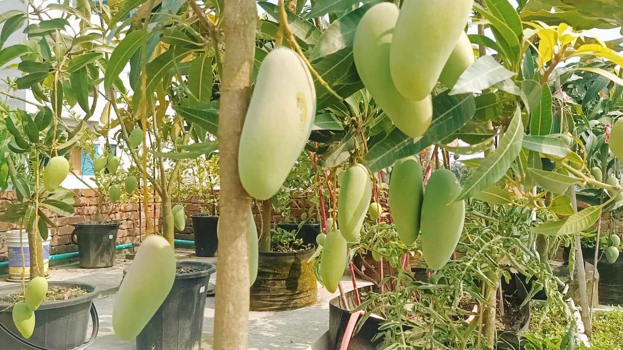 শেরপুরে ছাদ বাগানে আমের বাম্পার ফলন / ছবি: দেশ টিভি