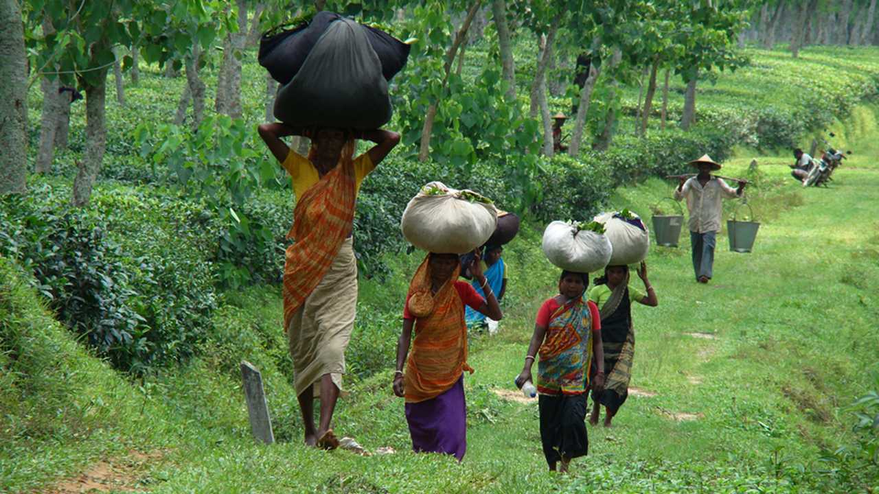 বদলায়নি চা শ্রমিকদের জীবন মান। সারা দিনের খাটুনির পর বাগানে মজুরি মিলছে সর্বোচ্চ ১৭০ টাকা