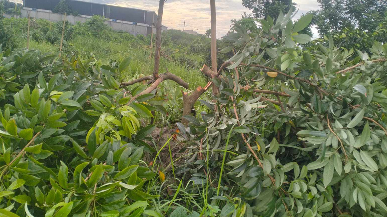 ছবি: দেশ টিভি