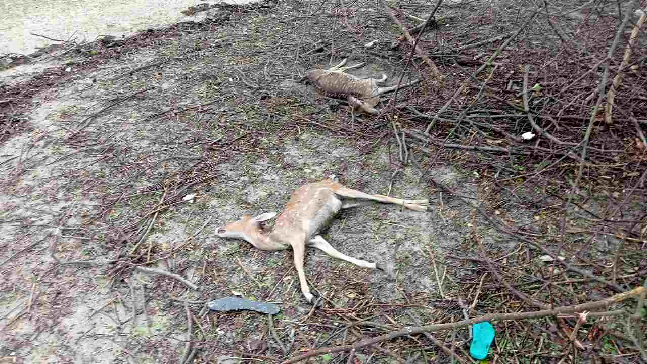 ছবিঃ দেশ টিভি