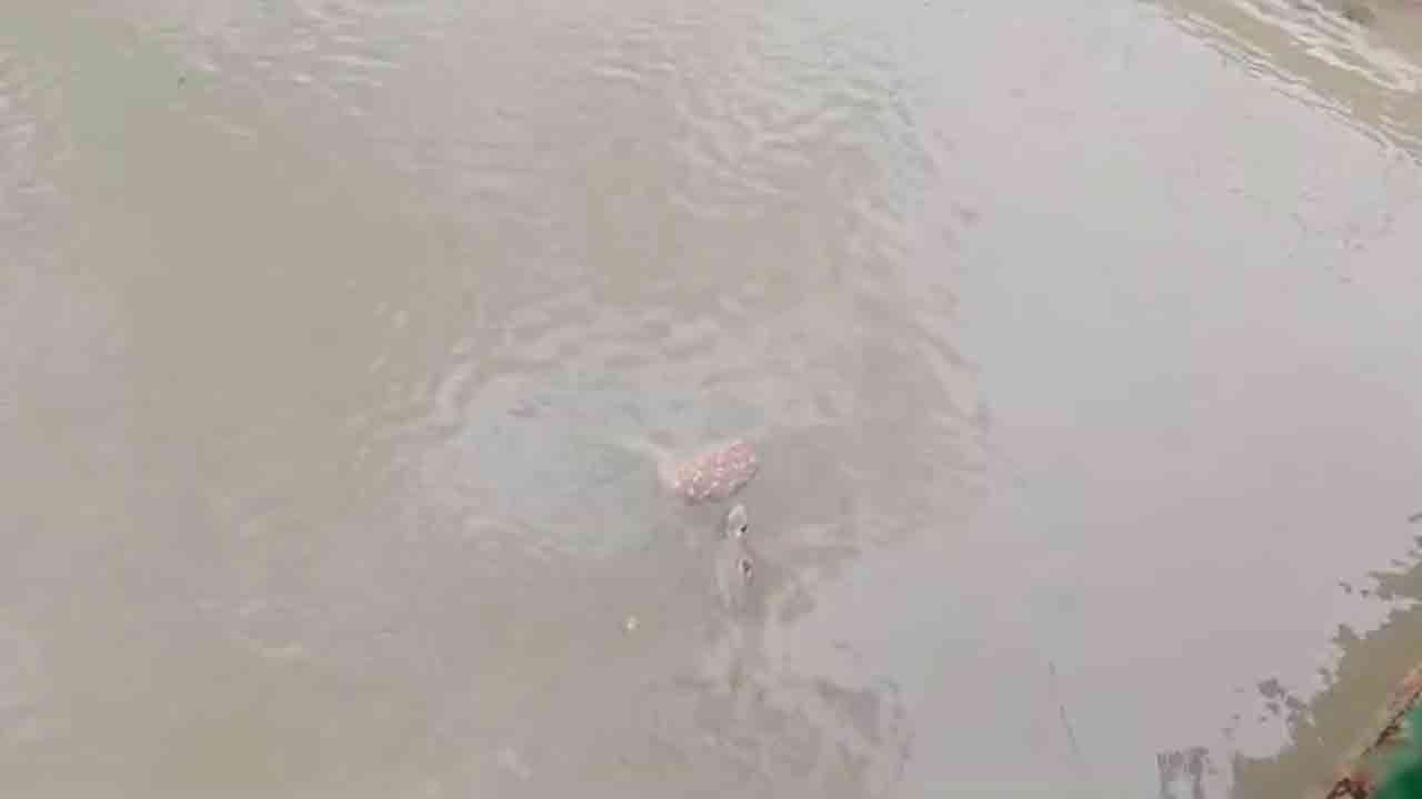 সুন্দরবনে মৃত ৩৯টি হরিণসহ ৪০টি প্রাণীর মৃতদেহ উদ্ধার