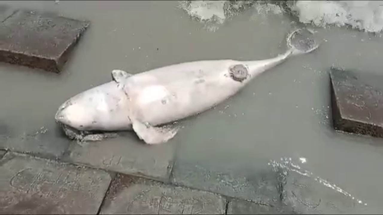 ছবিঃ দেশ টিভি