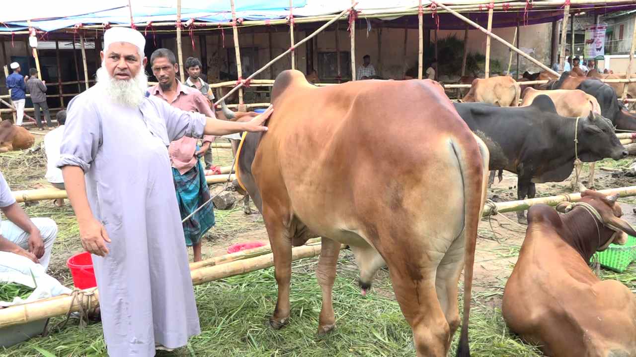 রেড চিটাগং জাতের গরু / ছবি: দেশ টিভি