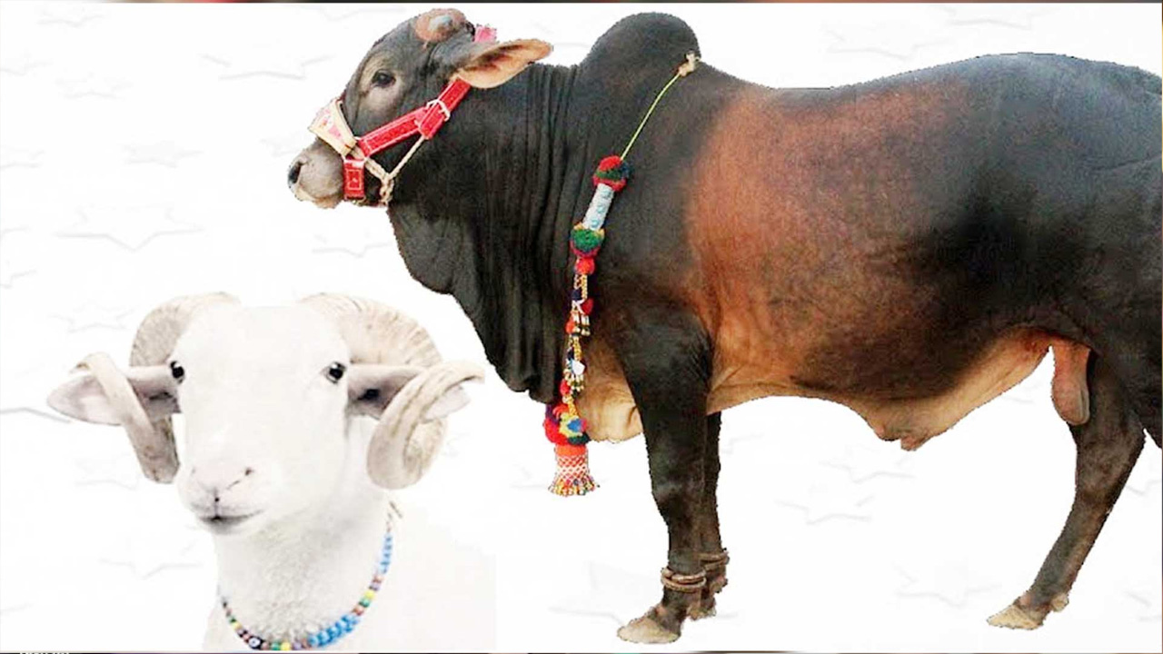 ঈদুল আজহায় ১ কোটি ৪ লাখ পশু কোরবানি হয়েছে