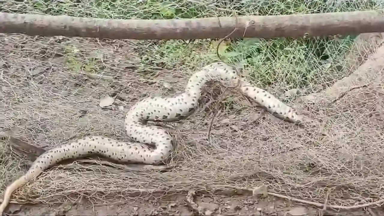 ছবিঃ দেশ টিভি