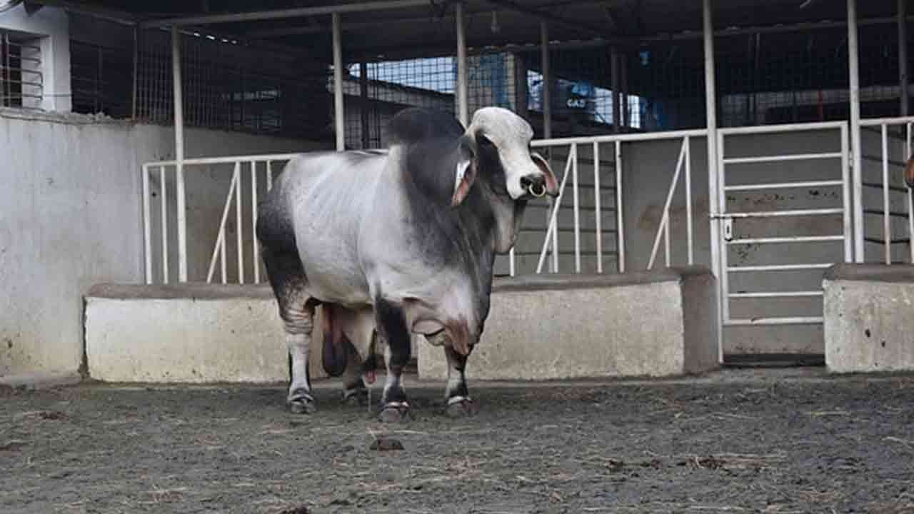 ফাইল ছবি