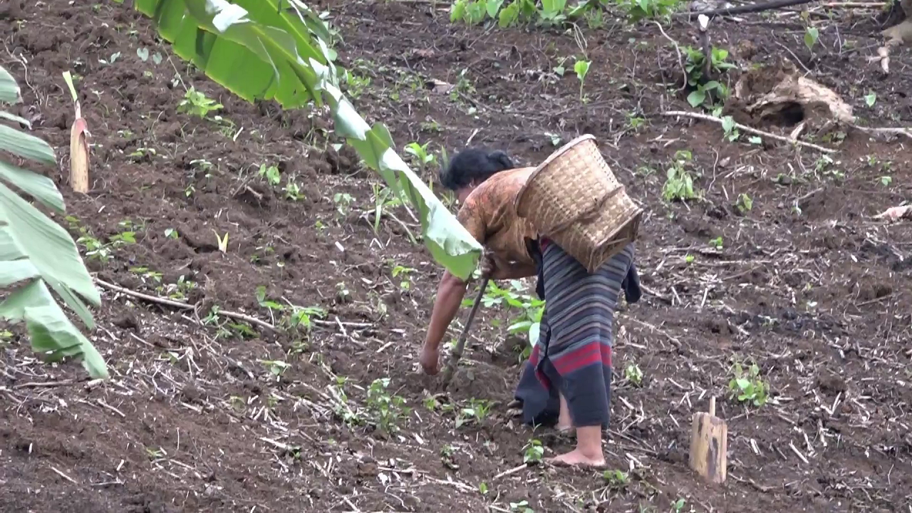 ছবি: দেশ টিভি