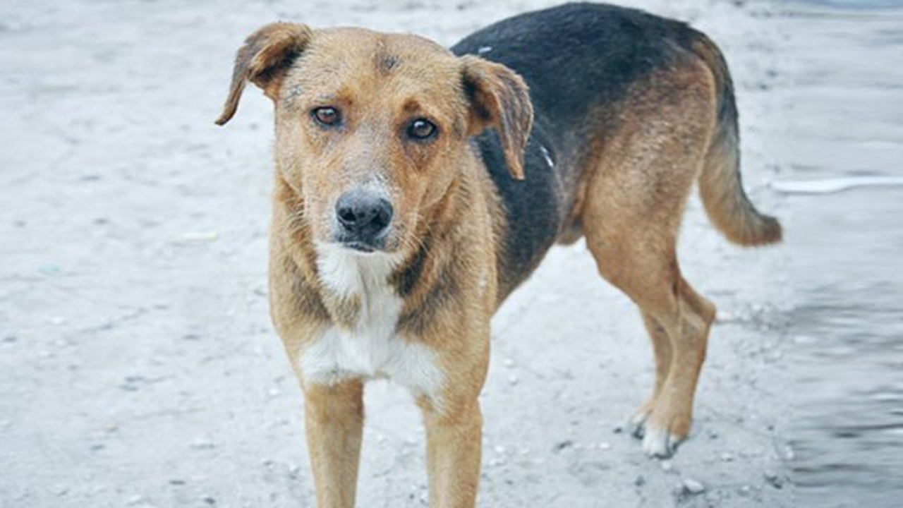 ফাইল ছবি