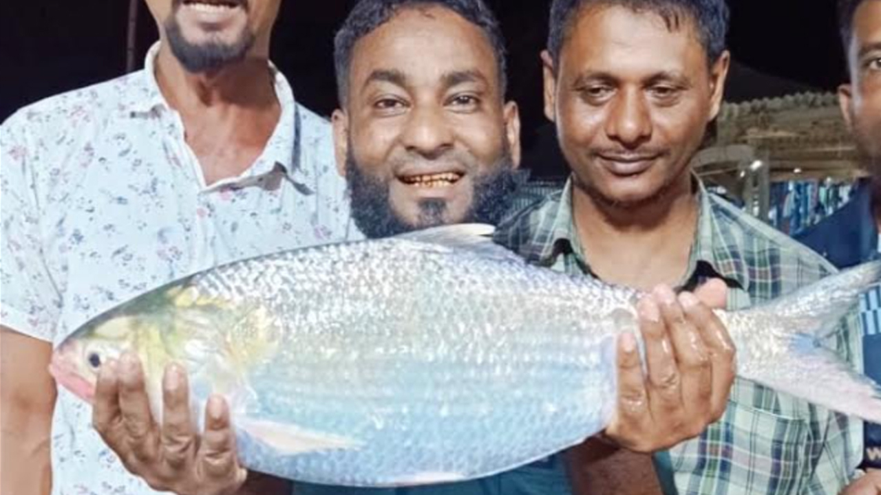 মেঘনার এক ইলিশ বিক্রি হলো ৮৭০০ টাকায়