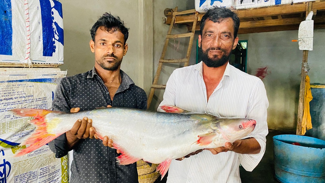 ছয় কেজির পাঙ্গাশ ৪ হাজার টাকায় বিক্রি