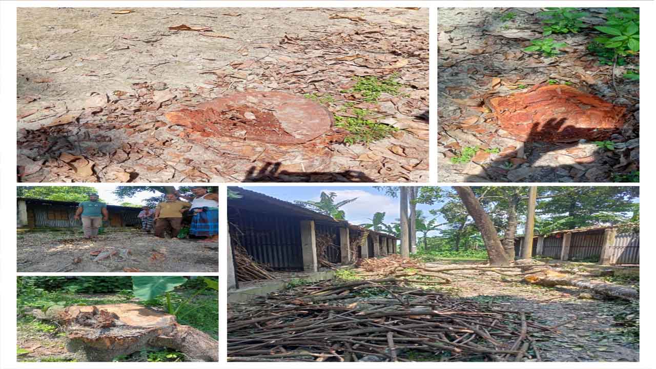 ছবি: দেশ টিভি