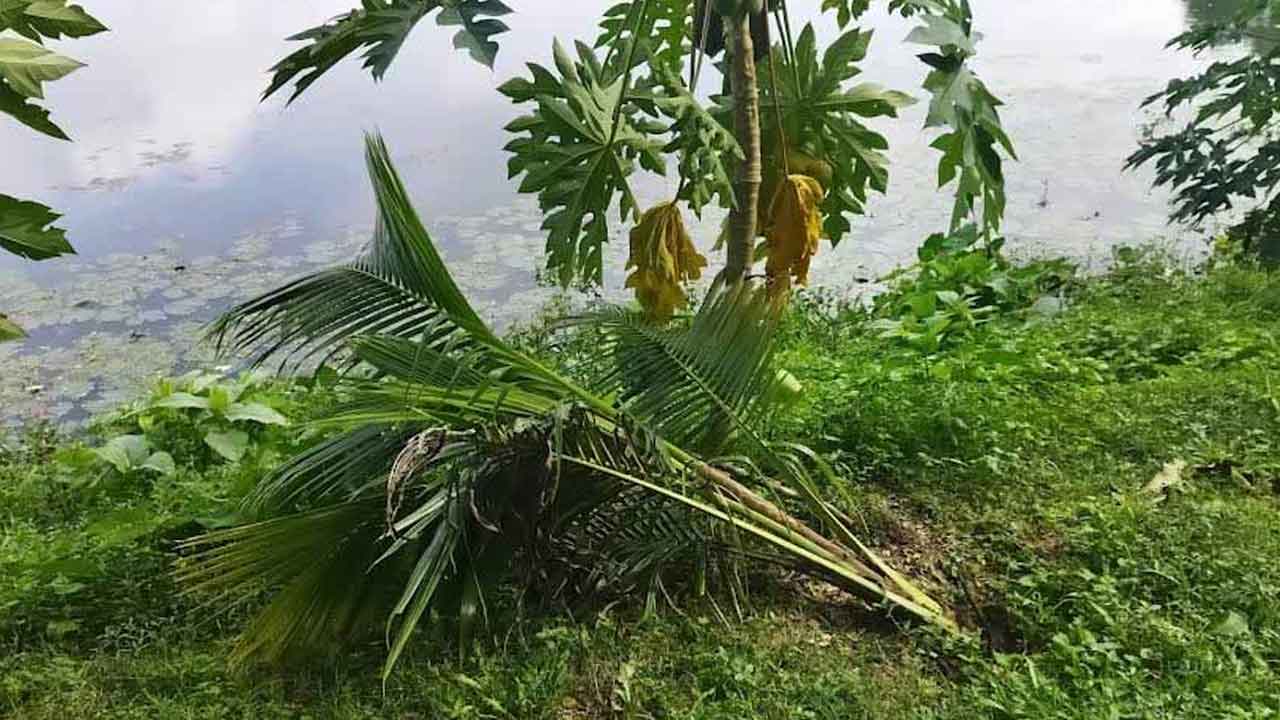 ঘোড়া দীঘি পাড়ের শতাধিক গাছ কেটে ফেলেছে দূর্বৃত্তরা