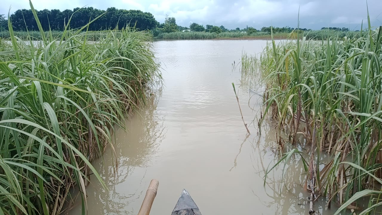 পদ্মার পানি বৃদ্ধিতে তলিয়ে গেছে সাড়ে ৩ হাজার বিঘা জমির ফসল
