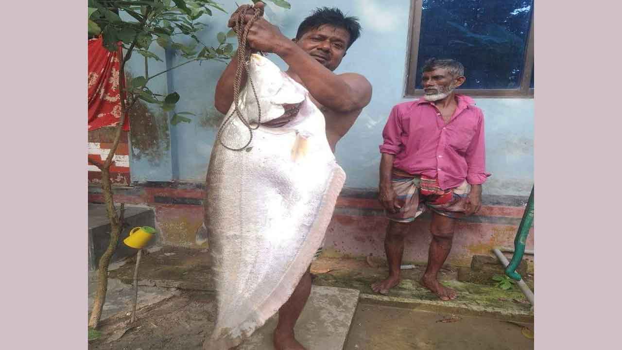 মৎস্য শিকারির বড়শিতে ধরা পড়ল ১১ কেজির চিতল