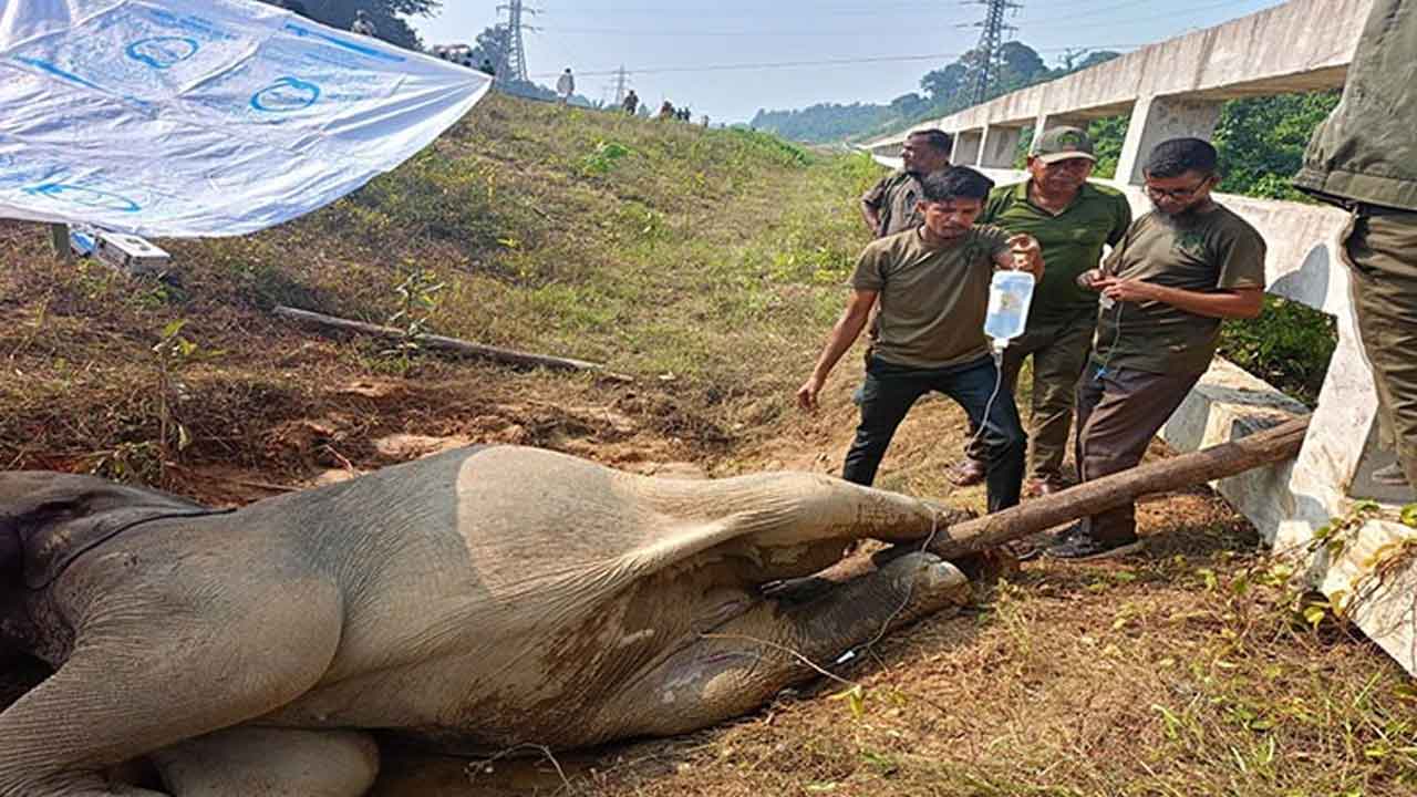 আহত বন্য হাতিটির চিকিৎসা ও নিরাপত্তা ব্যবস্থা করেছে বন বিভাগ