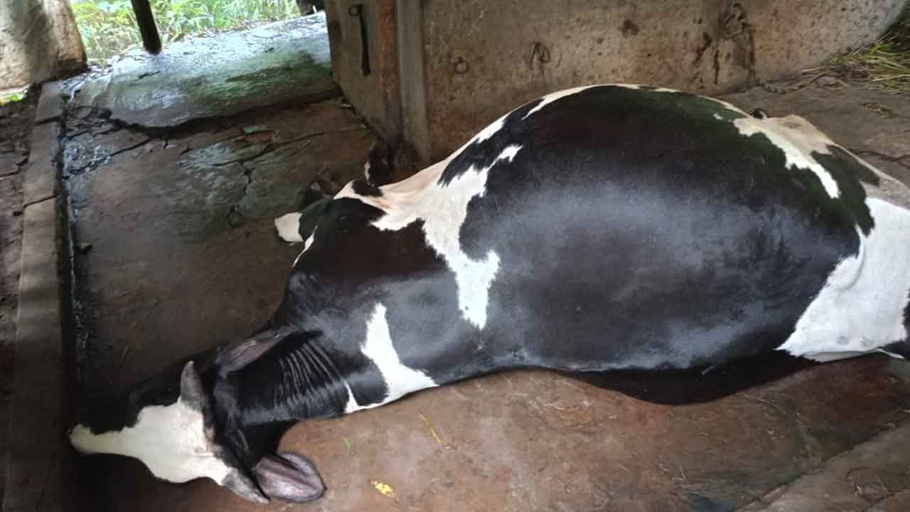 পূর্ব শত্রুতার জেরে গর্ভবতী গরুকে বিষপানে হত্যার অভিযোগ&nbsp;