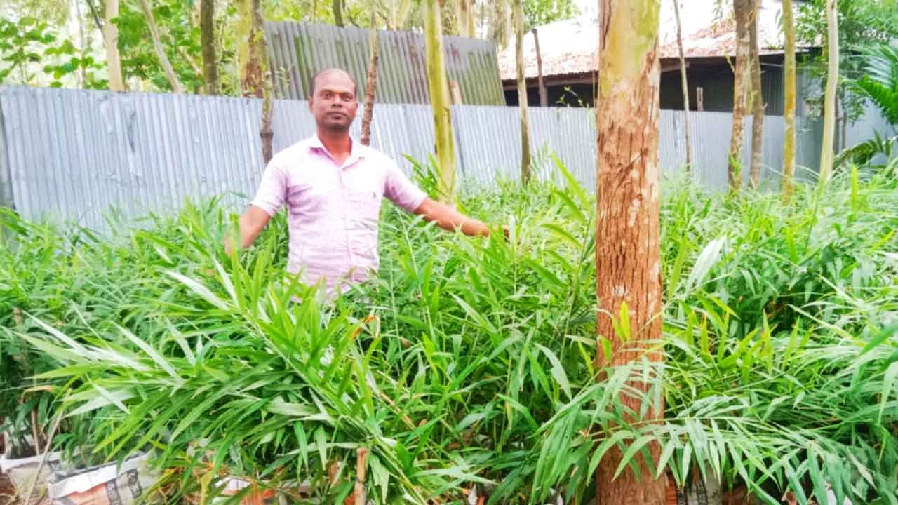 বাড়ির উঠানে ৪০০টি বস্তায় আদা চাষ করেছেন কৃষক সাইদুর রহমান।