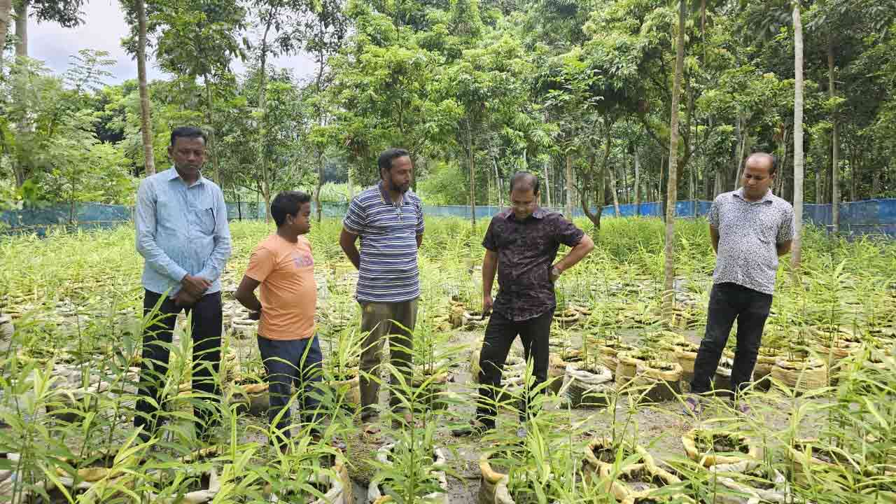 স্বল্প পুঁজি বিনিয়োগে উচ্চমূল্যে আদা চাষে ঝুঁকছেন তরুণরা