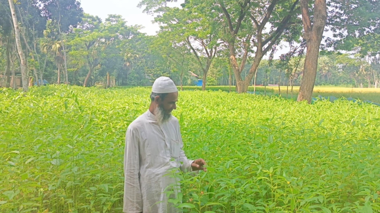 দেশীয় পাট বীজ উৎপাদনে চমক দেখালেন কৃষক মুক্তার