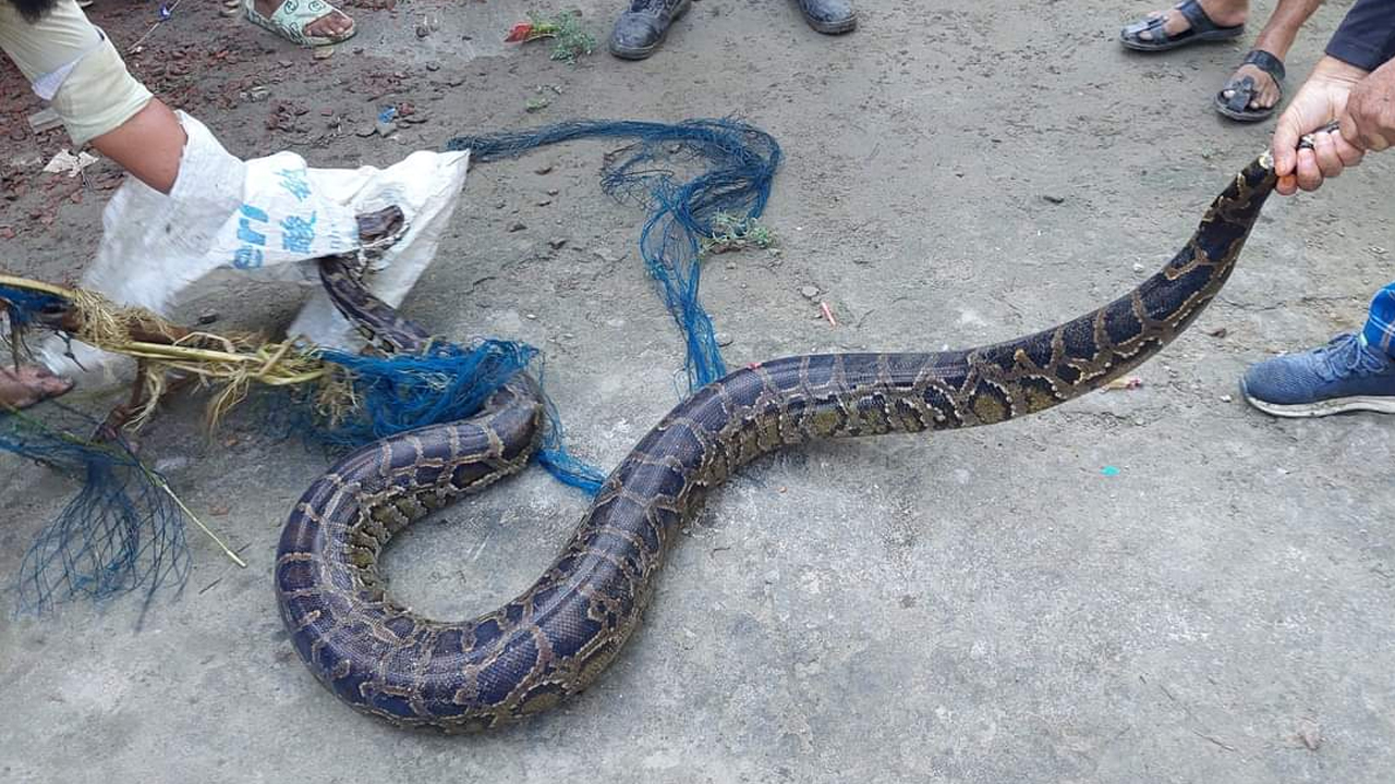 মুন্সীগঞ্জে ডোবায় মিলল বিশাল আকৃতির অজগর