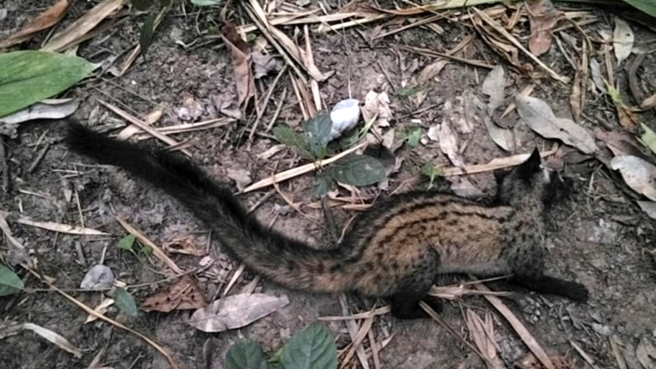 দেশ টিভি