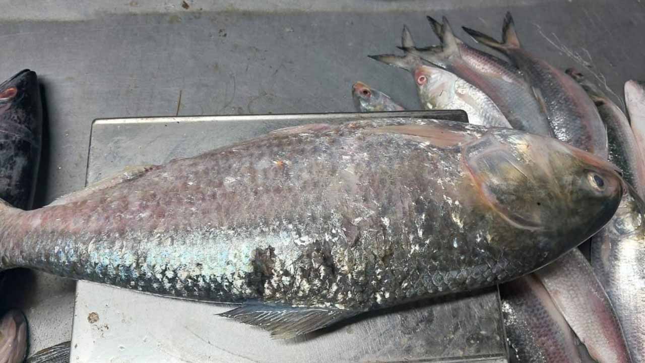 ৬ হাজার টাকায় বিক্রি হলো এক ইলিশ&nbsp;
