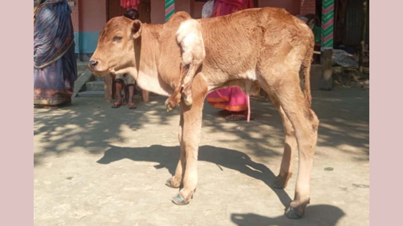 গাইবান্ধায় ৬ পা বিশিষ্ট বাছুরের জন্ম &nbsp;