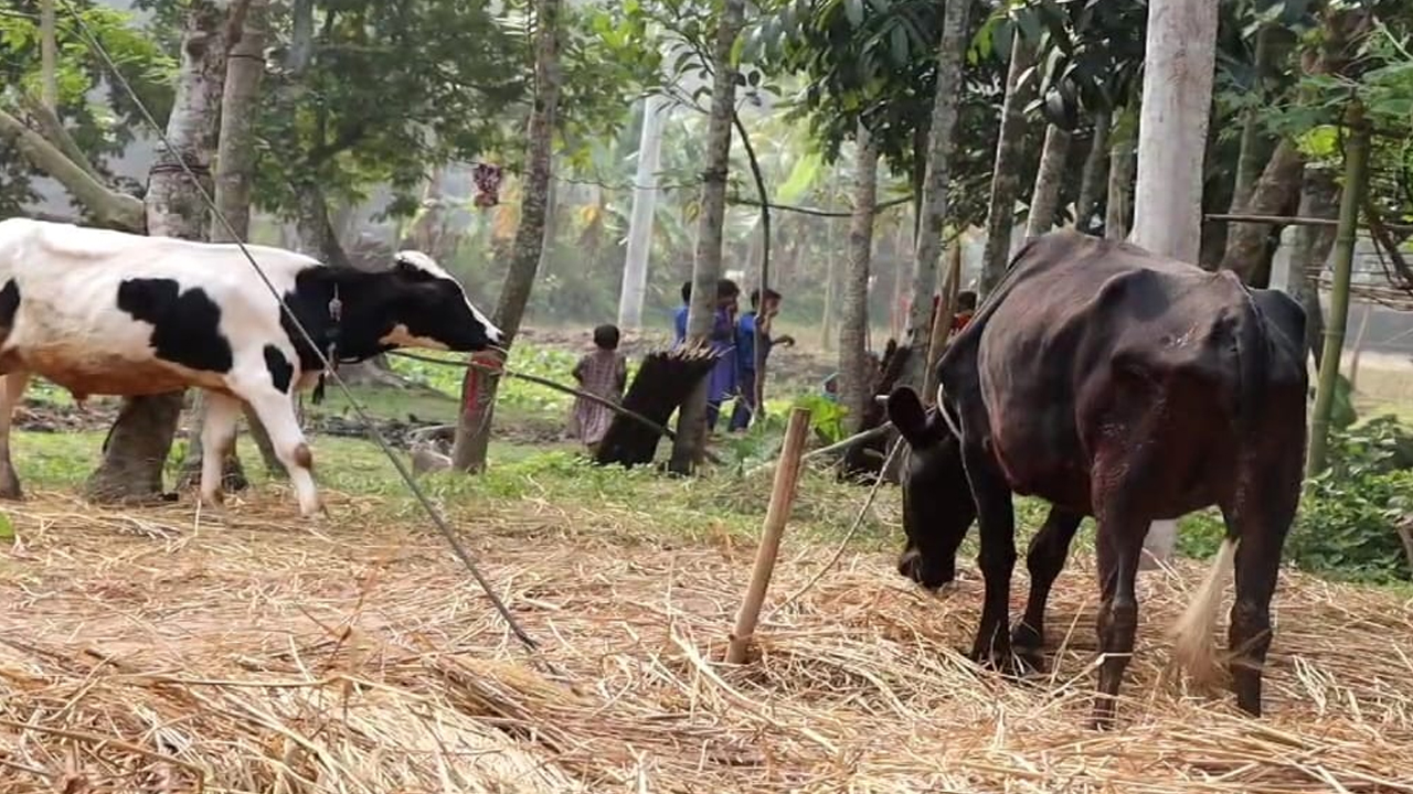 খাবারে বিষ দিয়ে ২টি গরু মেরে ফেলার অভিযোগ