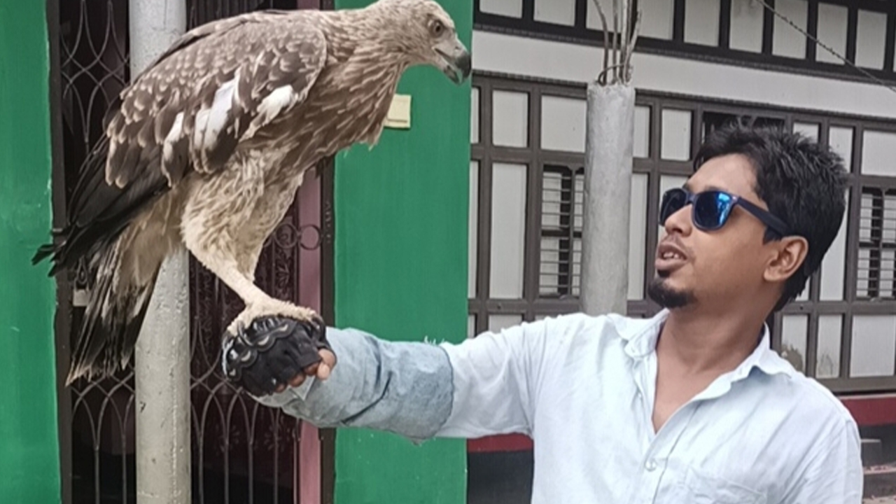 রোমানকে ছেড়ে যায় না &lsquo;বাজপাখি&rsquo;, পাহারা দেয় হাঁস-মুরগি