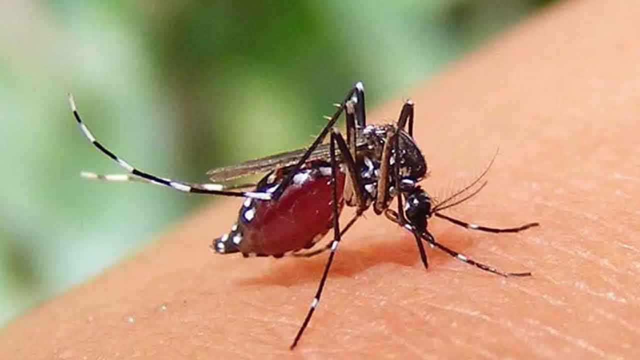 একদিনে ডেঙ্গুতে মৃত্যু ১০, হাসপাতালে ভর্তি ৯৯০&nbsp;