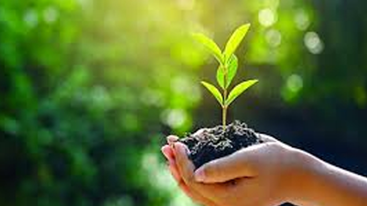 পরিবেশের ভারসাম্য রক্ষায় বৃক্ষ নিধন বন্ধ হওয়া জরুরি