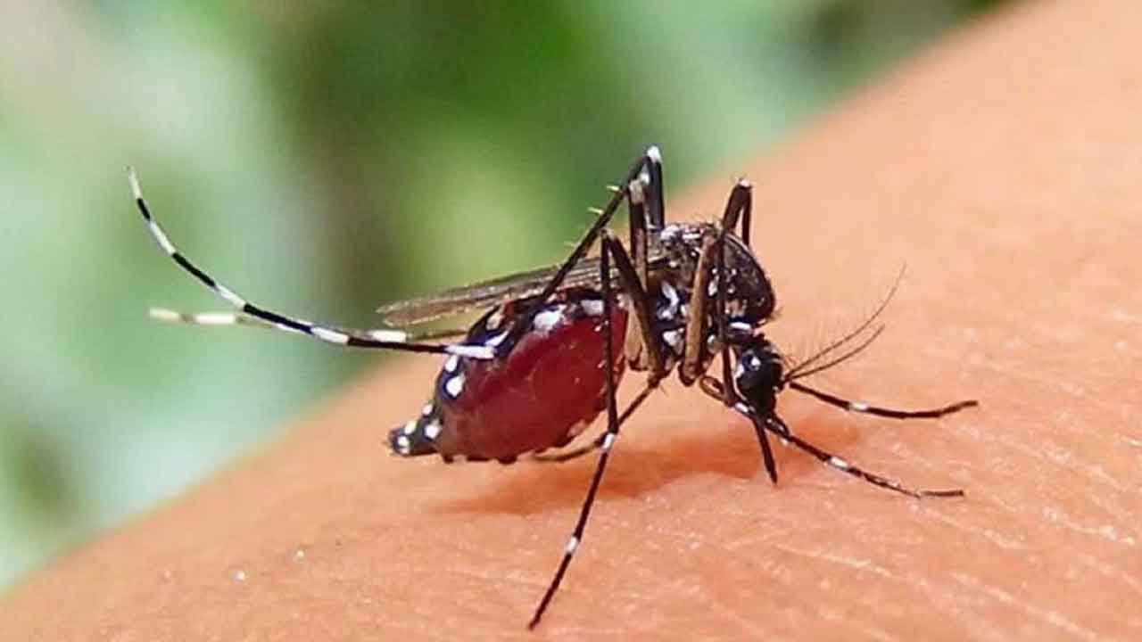 ডেঙ্গুতে আরও ৩ জনের মৃত্যু, হাসপাতালে ৭০৫