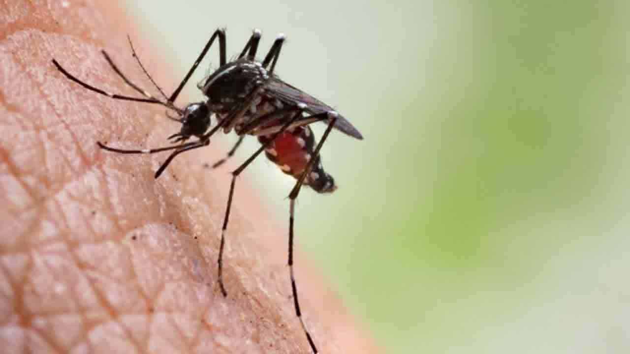 ডেঙ্গুতে প্রাণ গেল আরও ৫ জনের, শনাক্ত ৫৭০