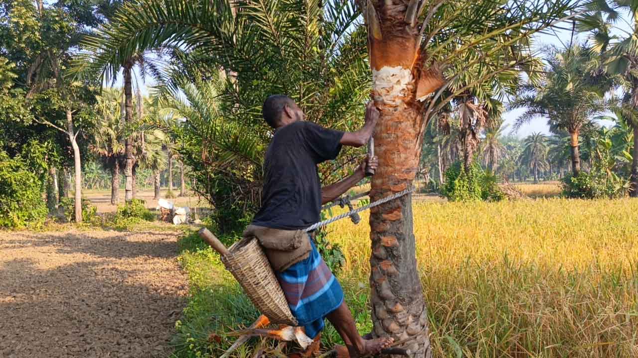 সালথায় খেজুর রস সংগ্রহে &nbsp;৩ হাজার গাছ প্রস্তুত&nbsp;