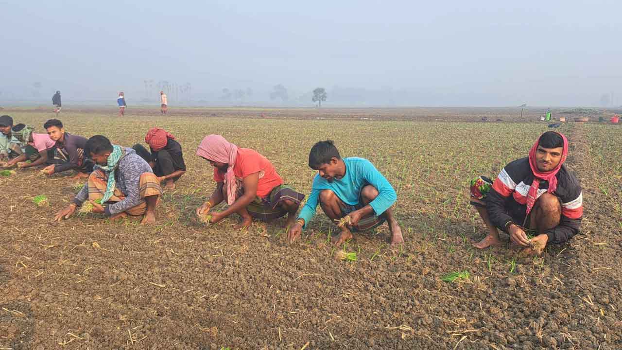 ফরিদপুরে লাভের আশায় জমিতে স্বপ্ন বুনছেন চাষিরা
