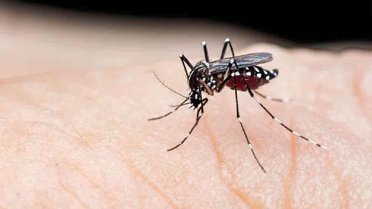 ডেঙ্গুতে প্রাণ গেল আরও ৫ জনের, শনাক্ত ৫৬২