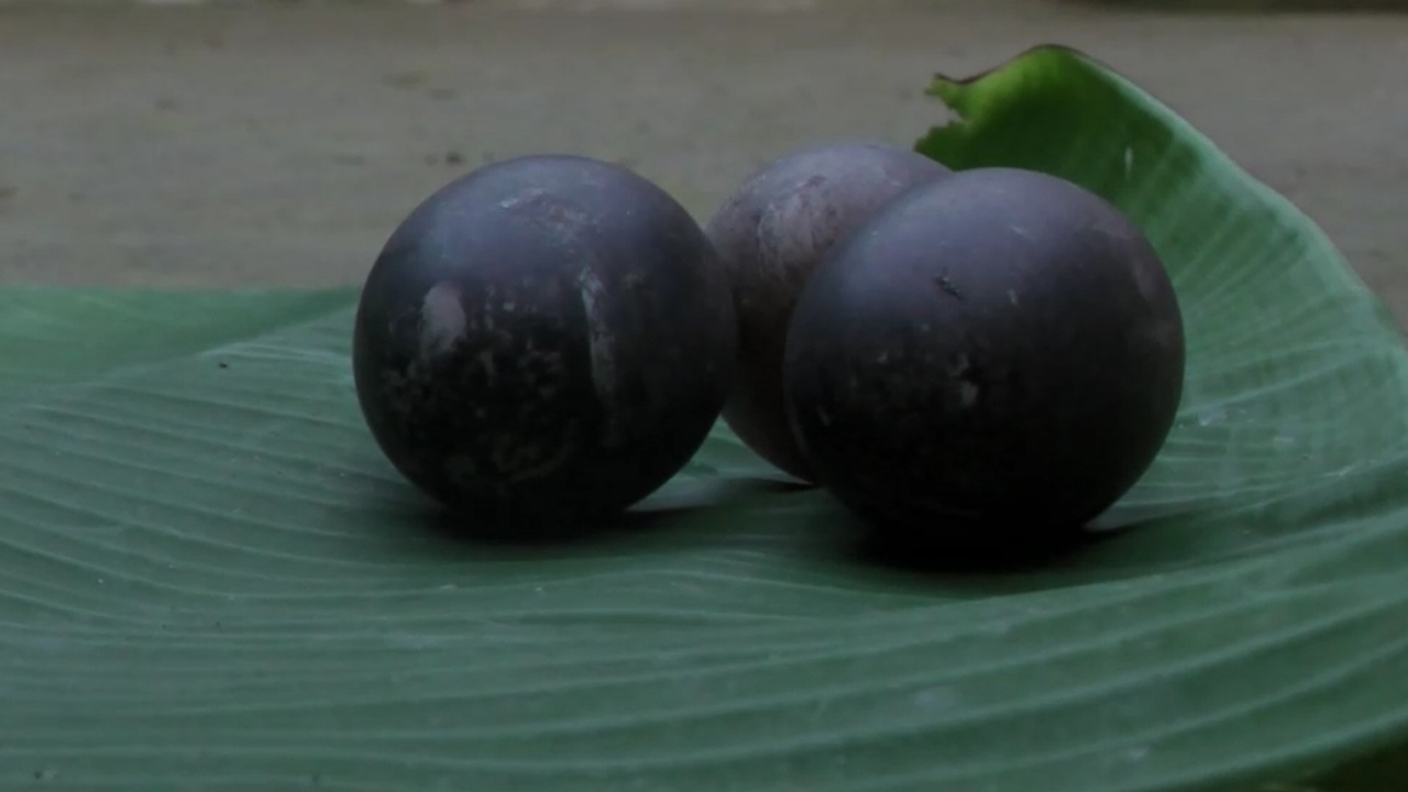 কালো রঙের ডিম পাড়ছে পাতিহাঁস, উৎসুক জনতার ভিড়