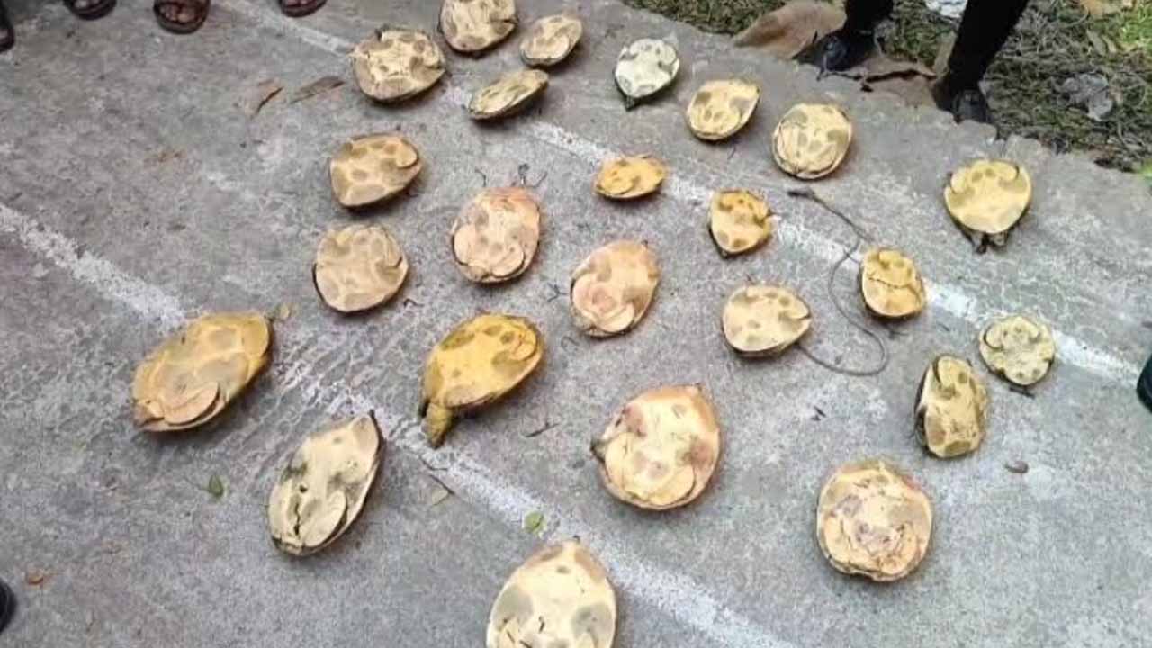 উদ্ধার হওয়া কচ্ছপ