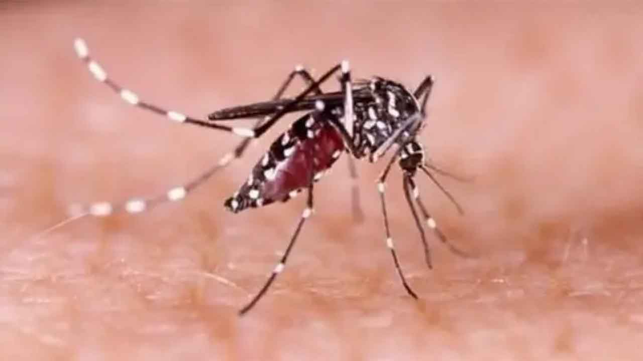 ডেঙ্গুতে একদিনে ৫ জনের মৃত্যু, হাসপাতালে ভর্তি ২৭৪