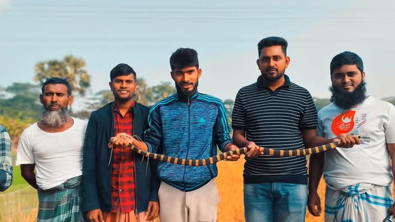 ধানক্ষেত থেকে শঙ্খিনী সাপ উদ্ধার