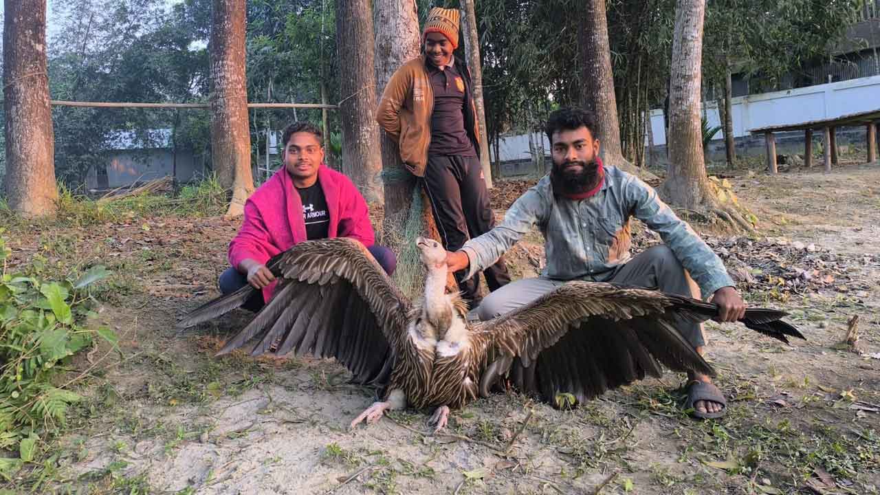 কুড়িগ্রামে দেখা মিলেছে বিপন্ন প্রজাতির শকুনের