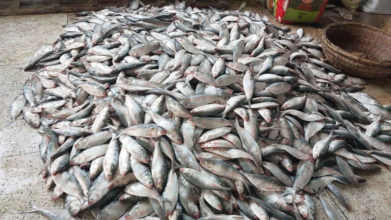 এক ট্রলারেই ১৯৫ মণ ইলিশ‌‌, ৪০ লাখ টাকায়  বিক্রি