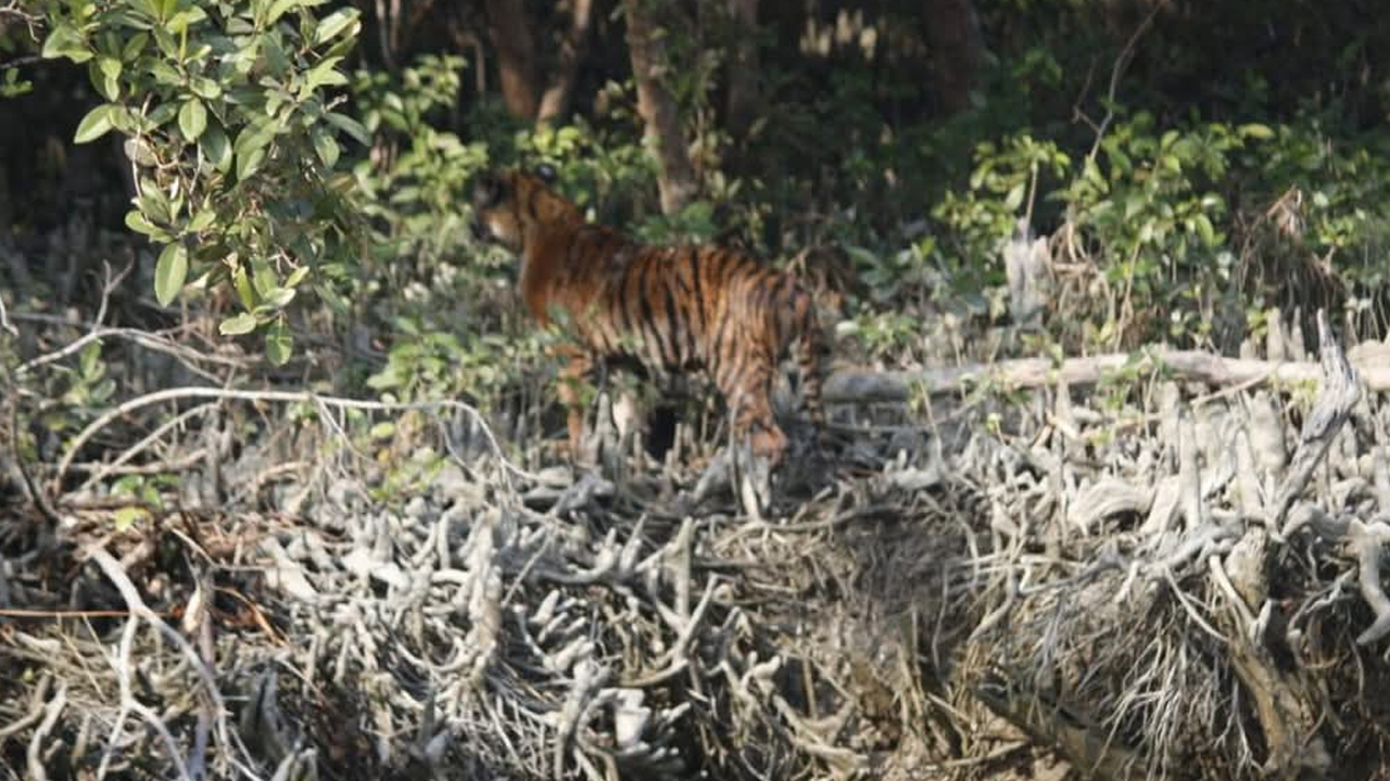 ছবি: দেশ টিভি