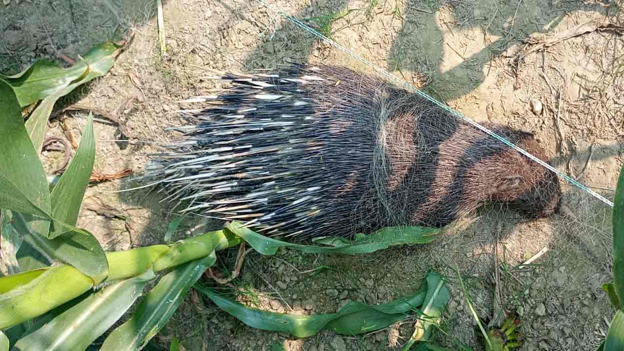 ছবি: দেশ টিভি